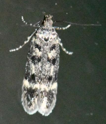Bryotropha sp.